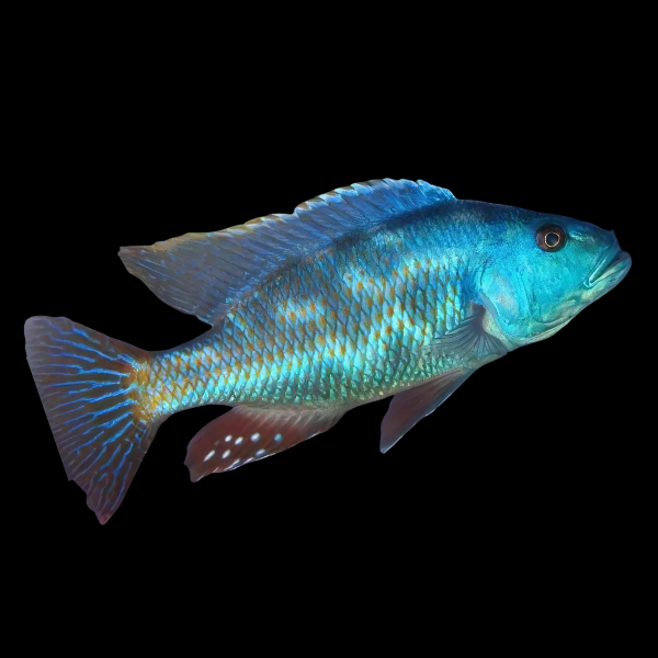 Haplochromis Fuscotaeniatus Malawi African Cichlid