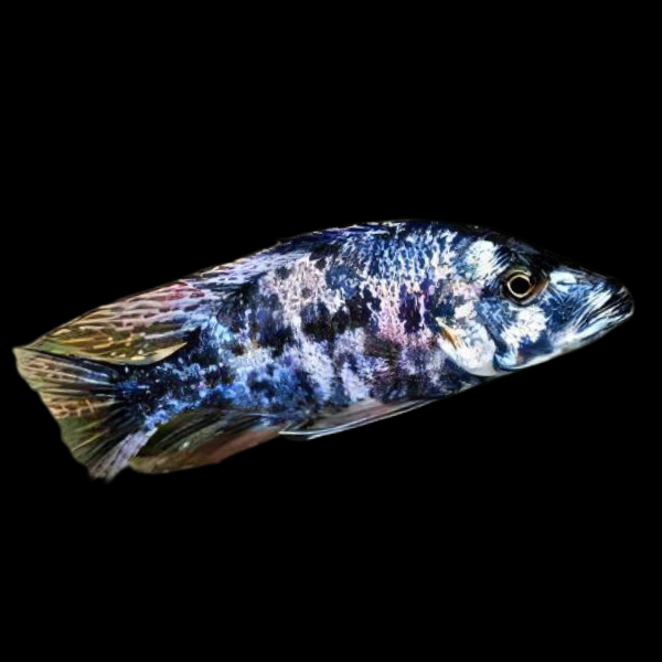Haplochromis Orange Blotch Compressiceps Malawi African Cichlid