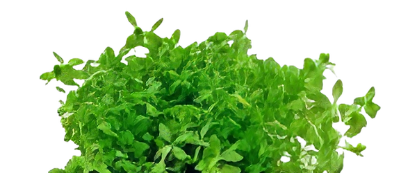 Five Potted Plants Pearl Weed Plant Hemianthis Micranthemoides