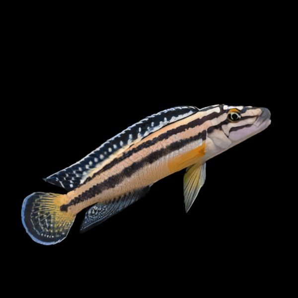 Julidochromis Marksmithi Kipilli Tanganyikan African Cichlids 4cm