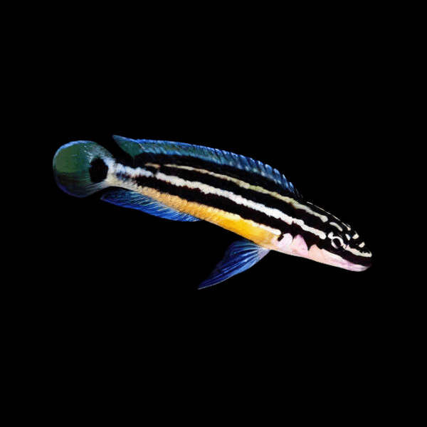 Julidochromis Ornatus Blue Fin Malawi African Cichlid 4cm