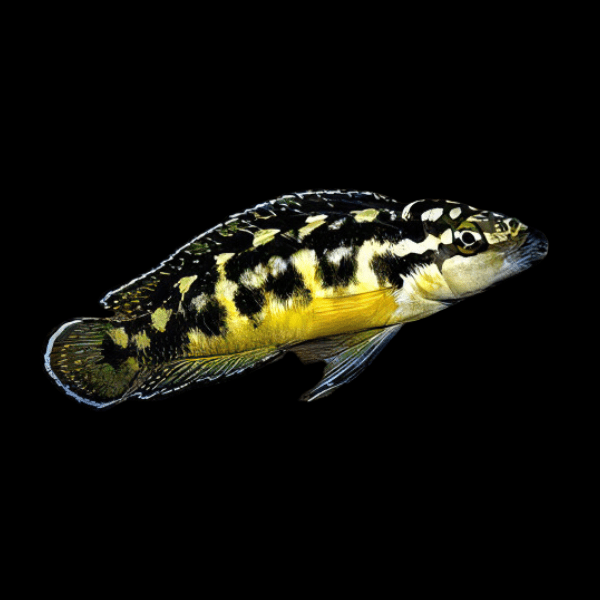 Julidochromis Transcriptus Tanganyikan African Cichlid 4cm