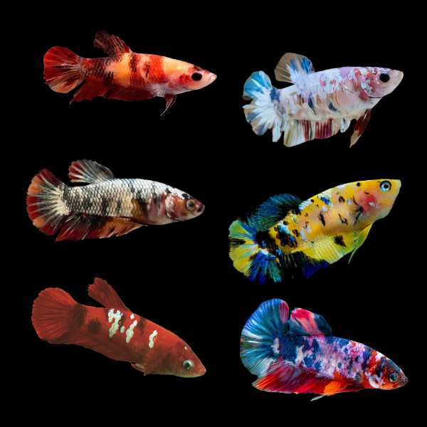 Koi Betta Assorted Female 3cm