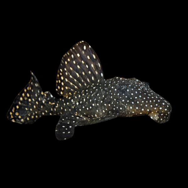 L007 Dracula Vampire Pleco Leporacanticus SP