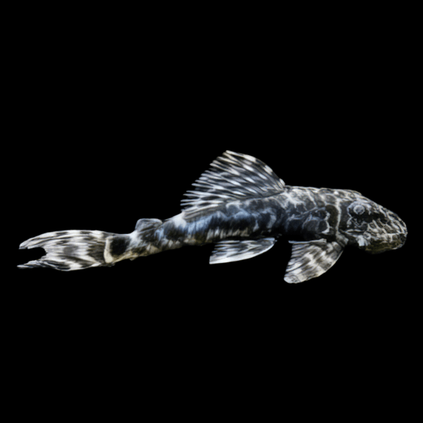 L127 Marble False Columbian Zebra Pleco Peckoltia Lujani 5cm