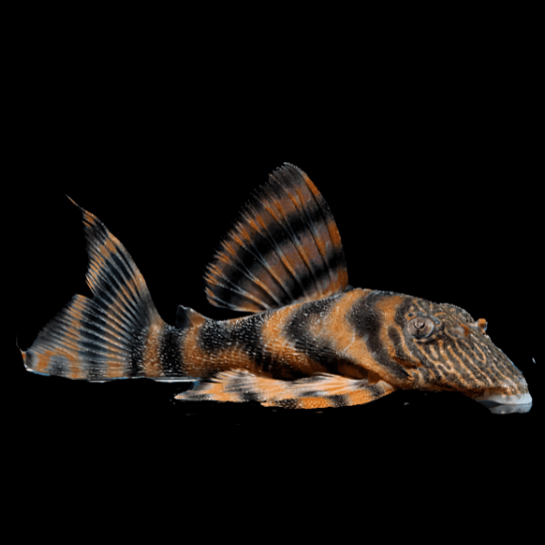 L397 Super Red Alenquer Tiger Pleco Panaqolus SP 4cm