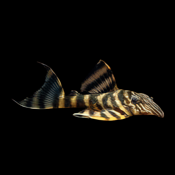L398 Tiger Pleco Panaqola Tankei SP 5cm
