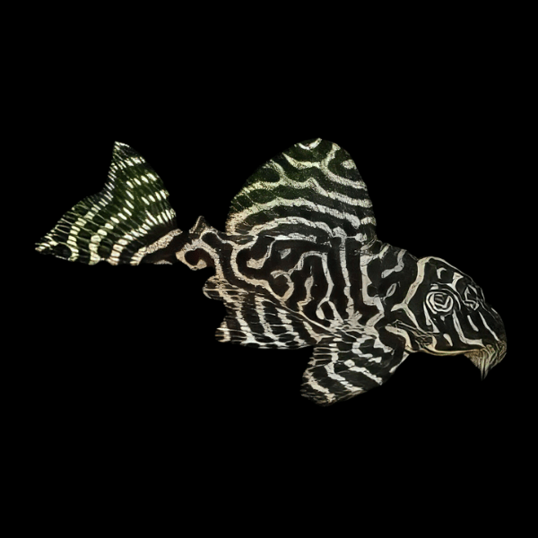 L66 King Tiger Pleco Hypancistrus sp