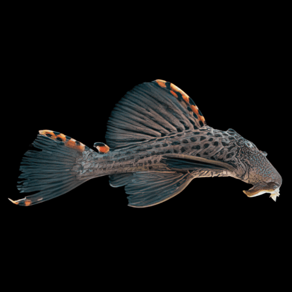 L91 Three Beacon Pleco Leporacanthicus Triactis