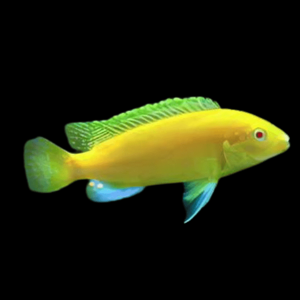 Labidochromis Caeruleus Yellow Albino Malawi African Cichlid Small 2 Inches