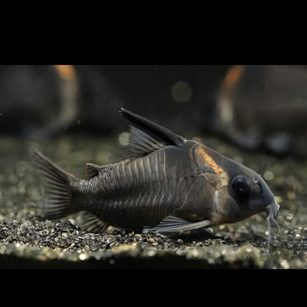 Lessex Corydoras Lessex CW045 4cm Catfish