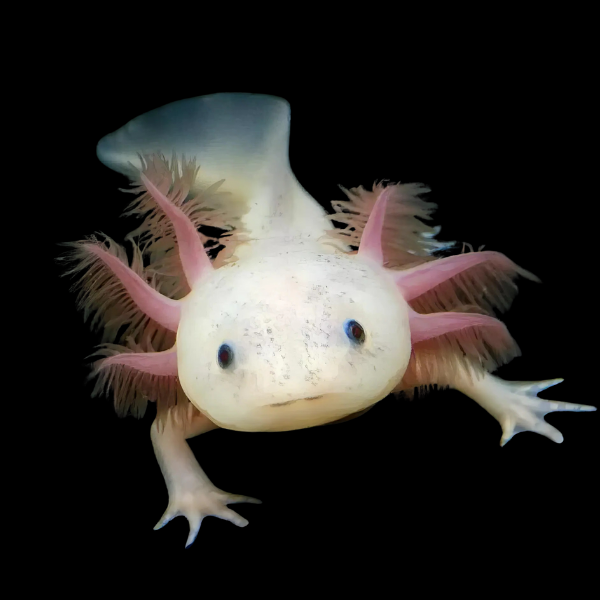Leucistic White Black Eye Axolotl Ambystoma Mexicanum