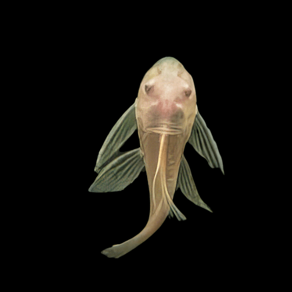 Long Fin Albino Bristlenose Pleco Ancistrus