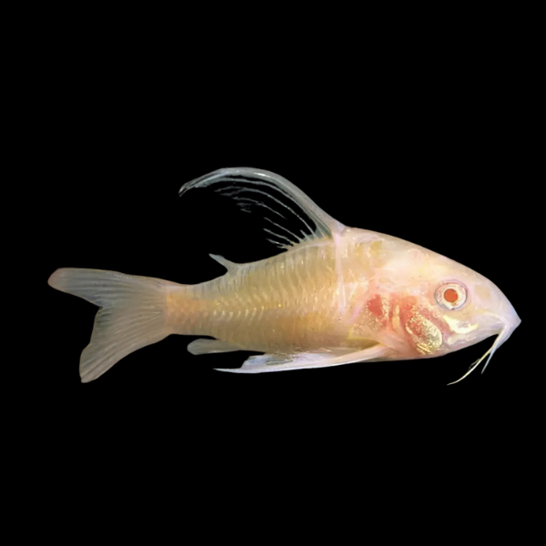 Long Fin Albino Peppered Corydoras Paleatus Catfish - 3cm