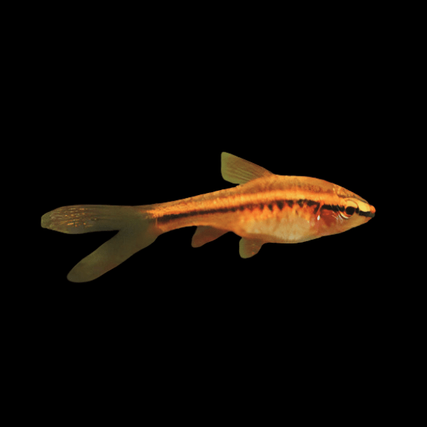 Long Fin Cherry Barb Puntius Titteya 3cm