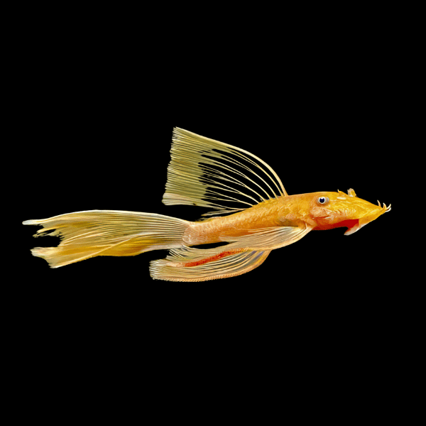 Long Fin Golden Bristlenose Pleco Ancistrus 3cm