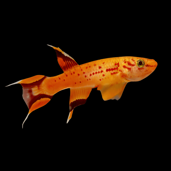 Lyretail Panchax Aphyosemion Australe 3cm