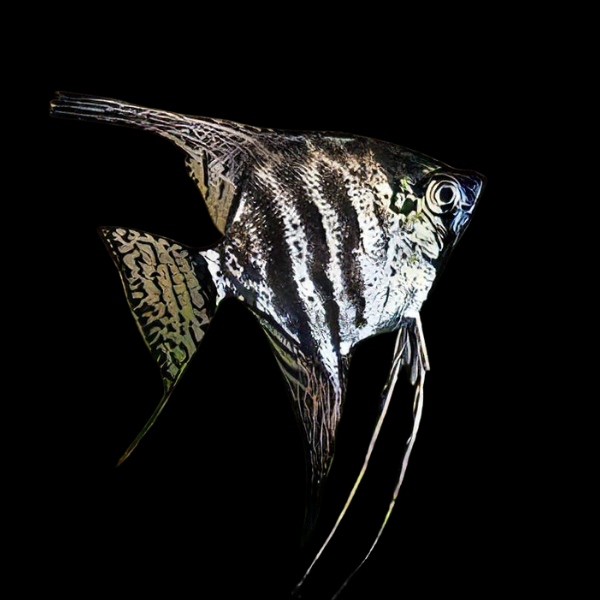 Marbled Angelfish Pterophyllum Scalare