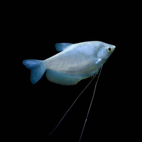 Moonlight Gourami Trichopodus Microlepis 5cm