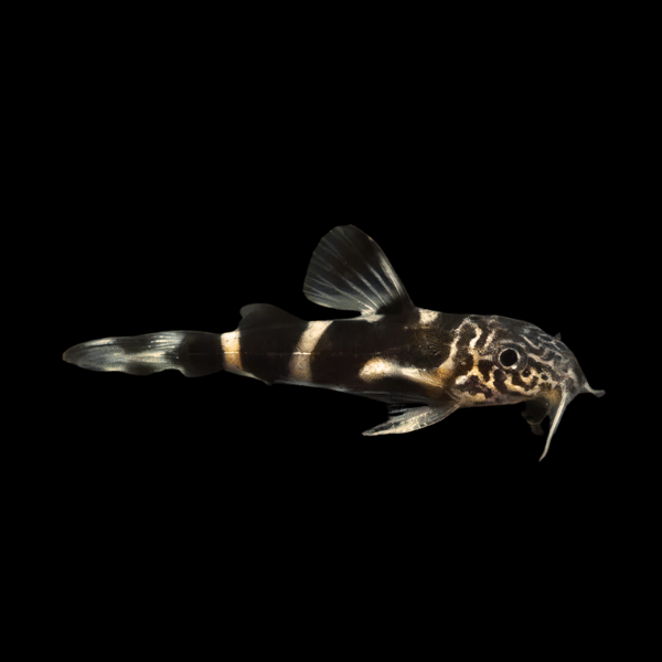 Mustard Squeaker Catfish Synodontis Albolineatus 5cm