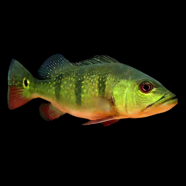 Pinima Peacock Bass - Cichla Pinima