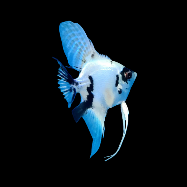 Platinum Panda Angelfish Pterophyllum Scalare - 5cm