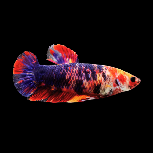 Premium Betta Female Giant Koi 4cm