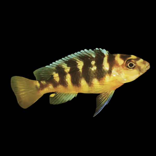 Pseudotropheus Crabro Malawi African Cichlid