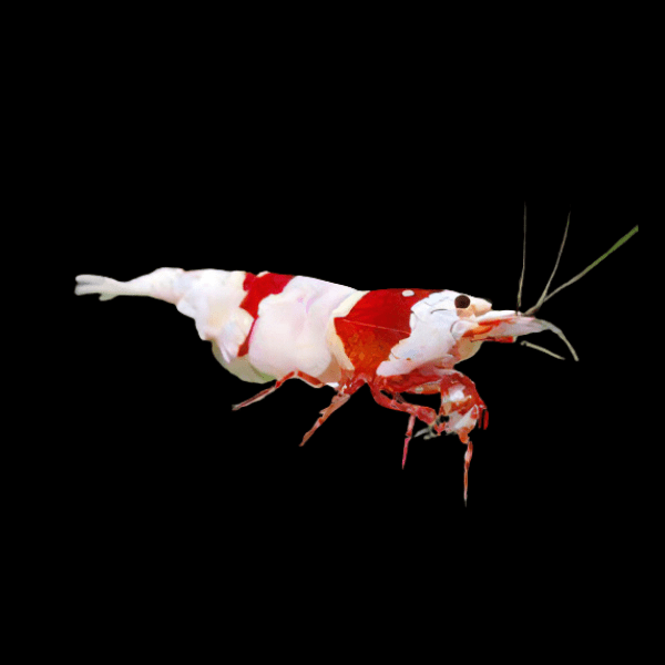 Red Bee Shrimp Caridina 2cm