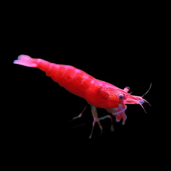 Red Sakura Shrimp Neocaridina Heteropda 2cm