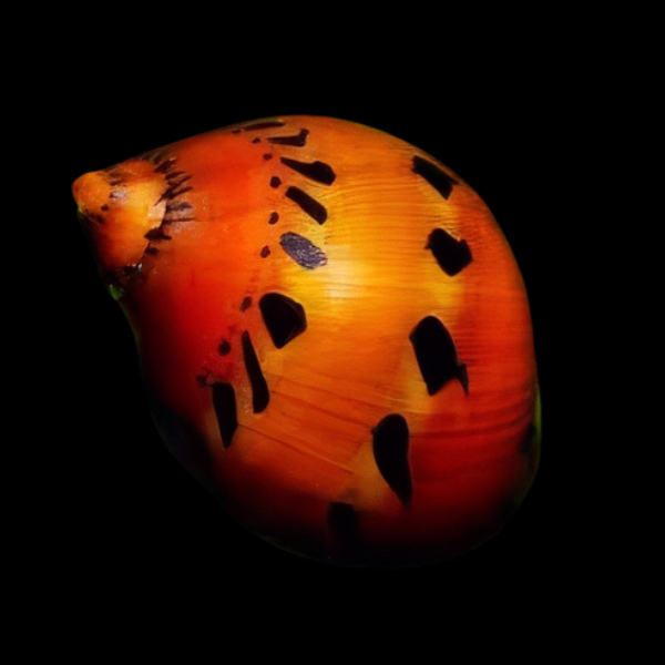 Red Spotted Snail Neritina 2cm