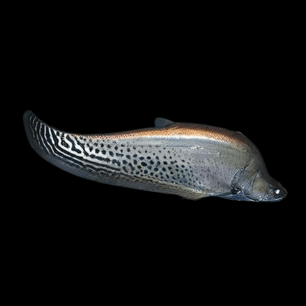 Royal Clown Knife Fish Chitala Blanci 15cm