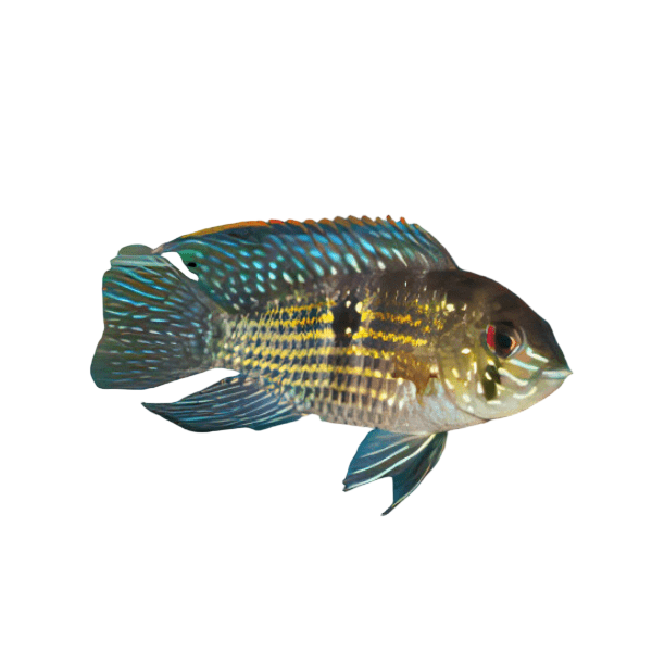 Blue Acara Cichlid Andinoacara Pulcher 5cm