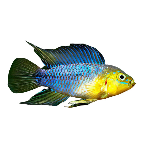 Apistogramma Borelli 3cm