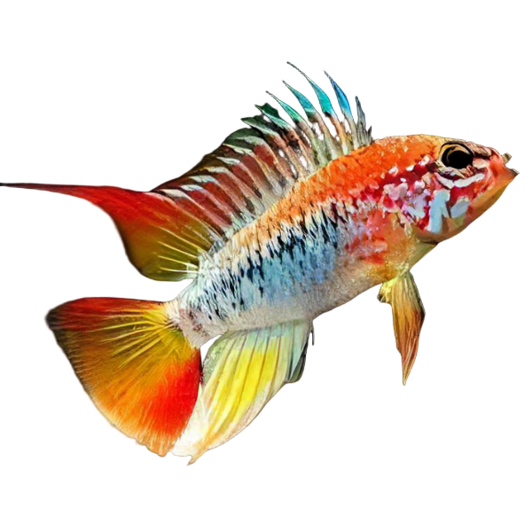 Apistogramma Viejita 3cm