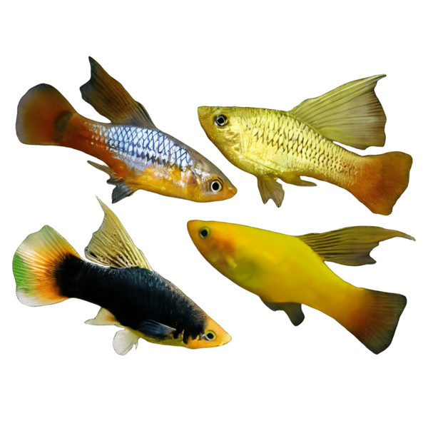 Assorted Hi Fin Platy Xiphophorus Maculatus 3cm