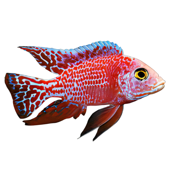 Aulonocara Strawberry Peacock Malawi African Cichlid