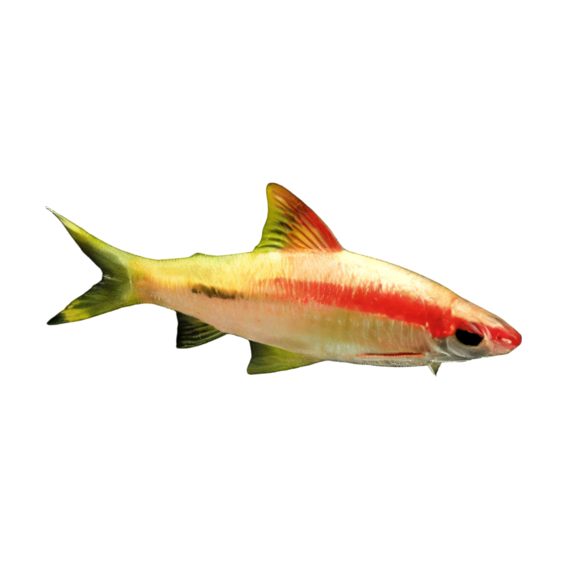 Albino Golden Red Line Torpedo Denison Barb Puntius Denisonii 5cm