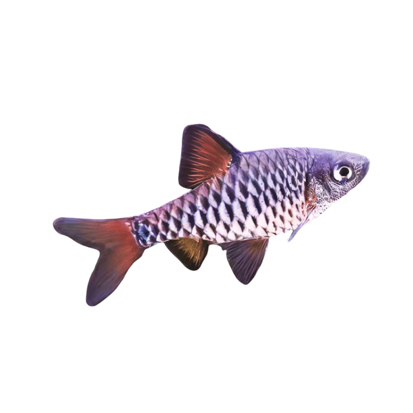Checkered Barb Oliotius Oligolepis 4cm