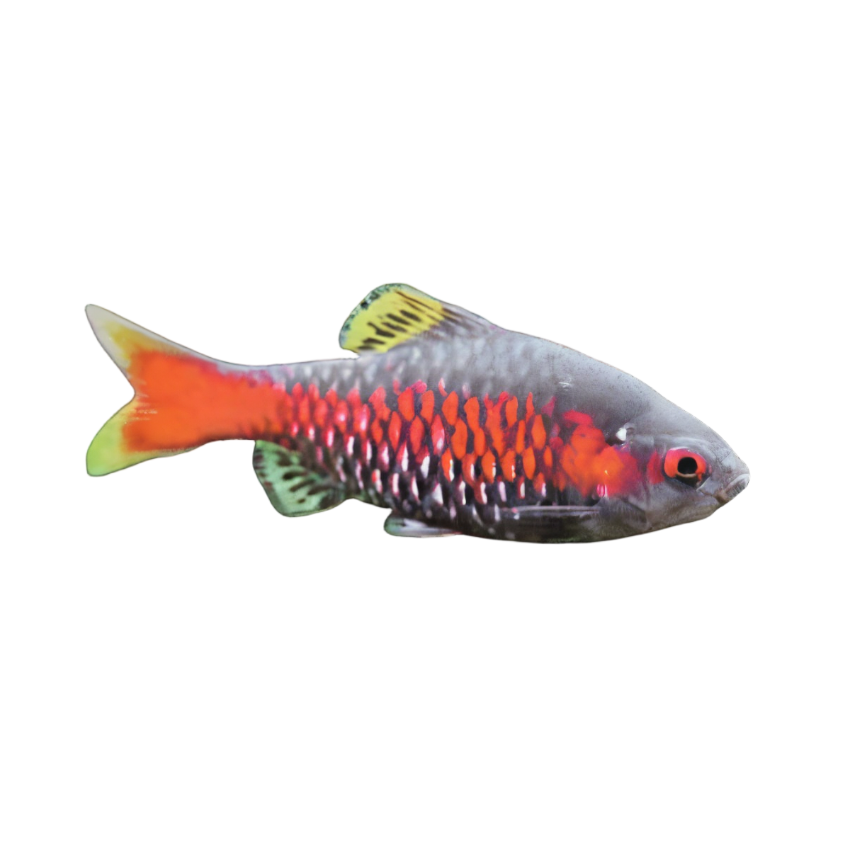 Odessa Barb Pethia Padamya 4cm