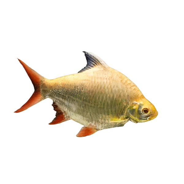 Red Tail Albino Tinfoil Barb Barbodes Schwanenfeldii 5cm