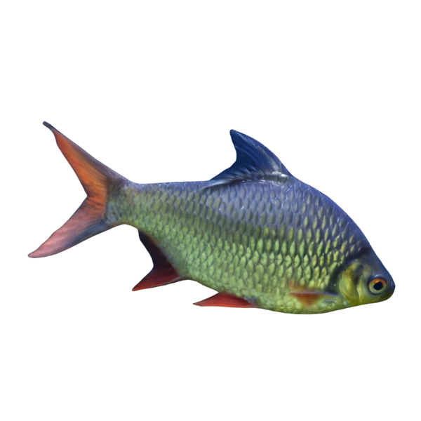 Red Tail Tinfoil Barb Barbodes Schwanenfeldii 5cm