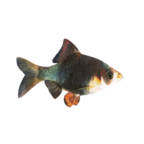 Green Tiger Barb Puntius Tetrazona 3cm
