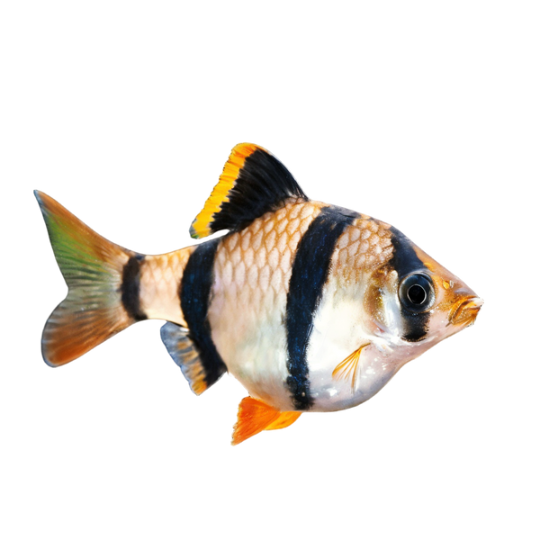 Tiger Barb Puntius Tetrazona 3cm