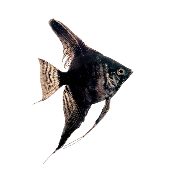 Black Angelfish Pterophyllum Scalare