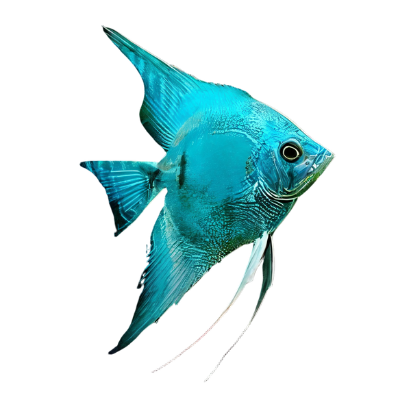 Blue Diamond Angelfish Pterophyllum Scalare 5cm
