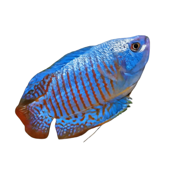 Blue Dwarf Gourami Trichogaster Lalius 5cm