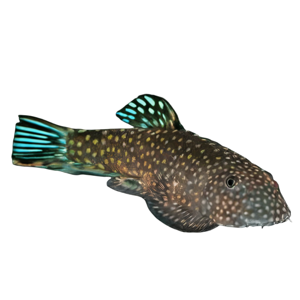 Blue Tailed Hillstream Loach Hong Kong Spotted Butterfly Pleco 4cm