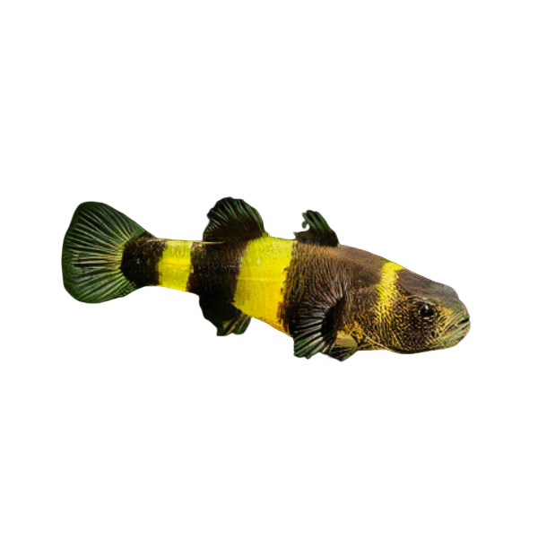 Bumble Bee Goby Brachigobius Zanthozona 3cm