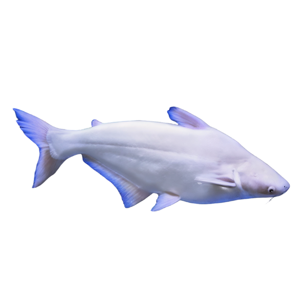 Albino Pangasius Catfish Pangasius Sutchi 5cm